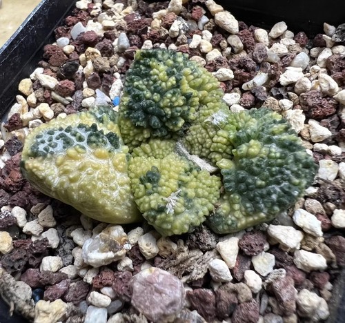 Live house plant ariocarpus - house,