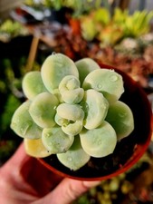 Sedum Clavatum Variegated LEAF