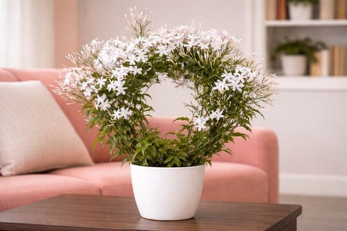 Jasminum polyanthum white - polyanthum,