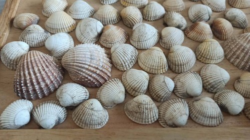 Cockle shells seashells beach - seashells,