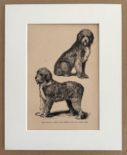 Antique 1890x dog print 8 - , in
