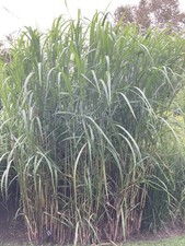 Miscanthus giganteus |Plug