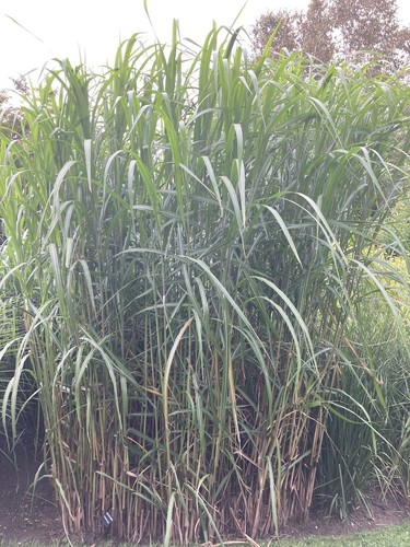 Miscanthus giganteus plug - miscanthus,
