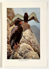BATELEUR EAGLE -  1916 Antique