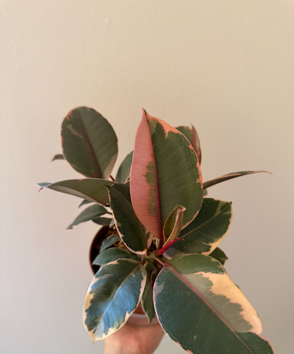 Ficus elastica belize multi - elastica,