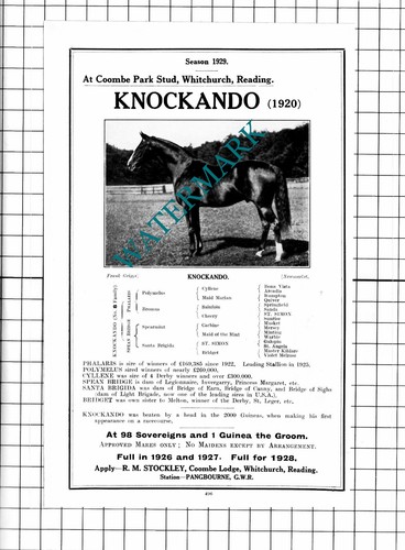 Knockando horse racehorse - horse,
