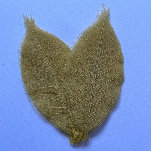 Pack skeleton leaves - 25,