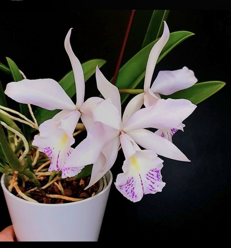 Cattleya chief cindy perfume - chief, "perfume"