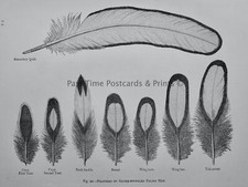 c1888 Antique Poultry Print FEATHERS of SILVER SPANGLED POLISH HEN by L. Wright