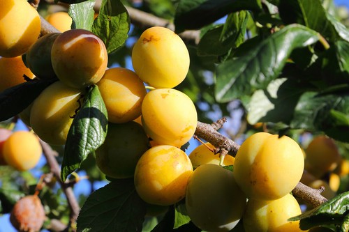 Dwarf patio golden - golden, gage