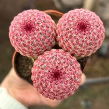 6CM Succulent Cactus Plant
