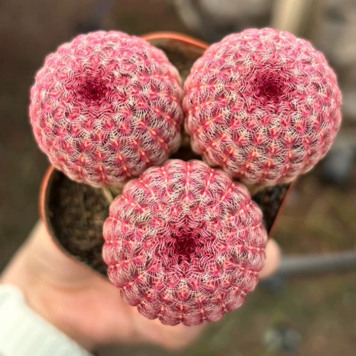 6cm succulent cactus plant - cactus,