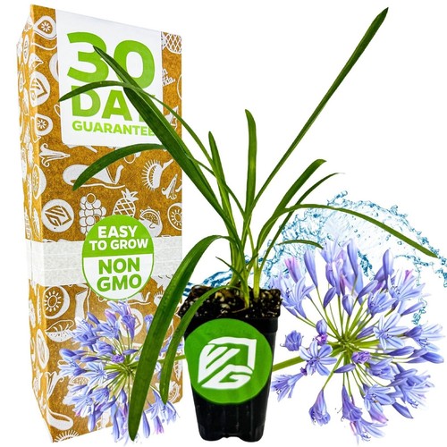 Agapanthus lily the nile - nile,