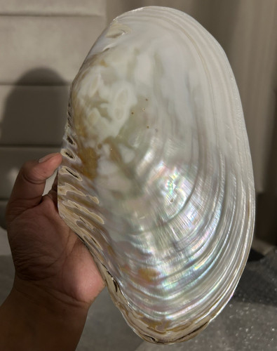 Large mother pearl - large,