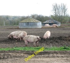 Photo 6x4 Free range pigs and