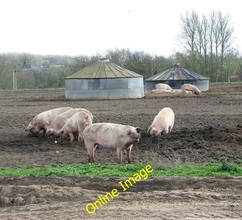 Photo 6x4 free range pigs - photo,