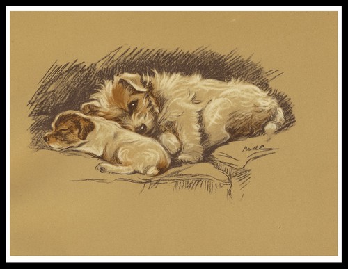 Jack russell terrier mum and - jack,