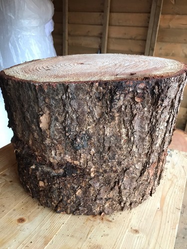 Large rustic log - log, stump