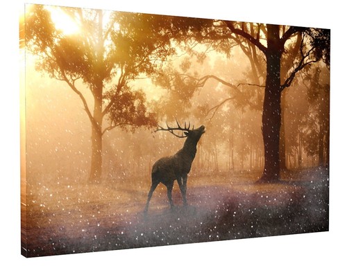 Stunning stag deer - stag,