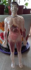 Vintage human anatomical model - vintage,