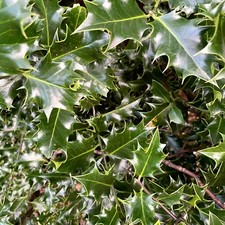 20 Fresh Cut Real Holly Sprigs