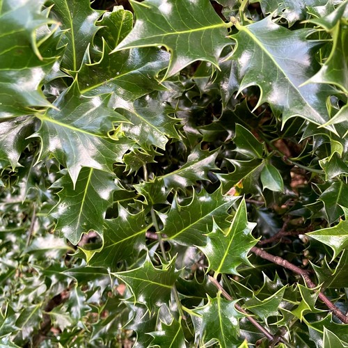 Fresh cut real holly sprigs - 20,