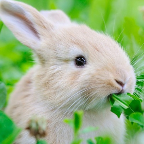 100 complete mix rabbit food - mix,