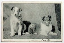 Postcard - COLLIE PUPS, LANDOR'S STUDIES, 1904 (AN2-3)