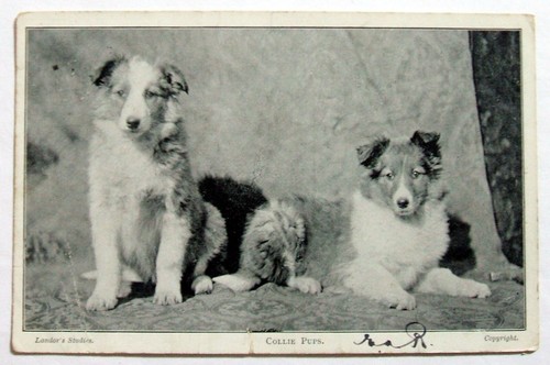 Postcard collie pups - collie,