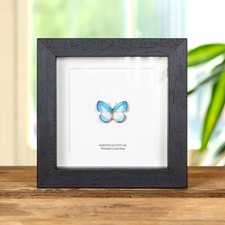 Pointed Line-blue Butterfly in