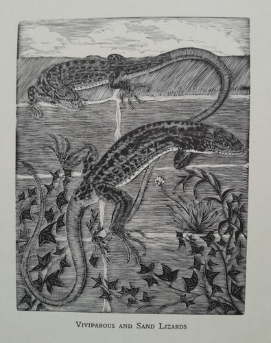 Daglish lizard lizards - lizards, reptile