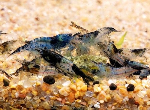 Neocaridina shrimp mixed culls - neocaridina,