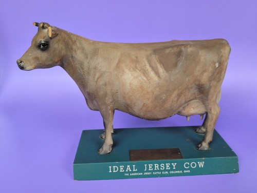 Ideal jersey cow - cow, store