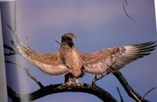 FALCONRY ~   BIRDS of PREY