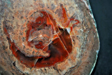 FRIEJUS AGATES (VAR) LITHOPHYSES DE L'ESTEREL