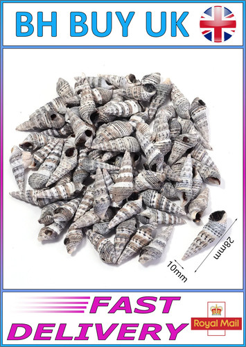 40g aquarium snail shells - aquarium,