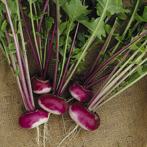 Turnip milan purple organic - milan,
