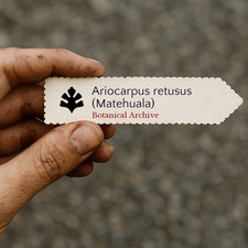 Ariocarpus retusus - , (matehuala)