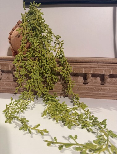Abigail ahern creeping - , sedum