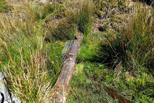 Photo 6x4 fenn - trap, cockayne