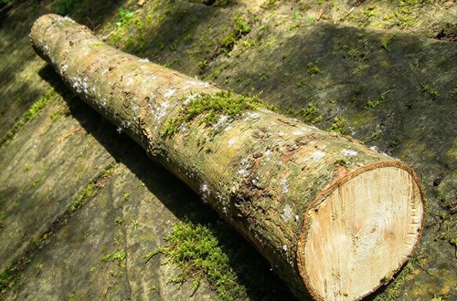 Hardwood mushroom - 1m,