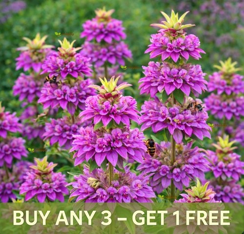 Lemon bee balm - lemon, seeds