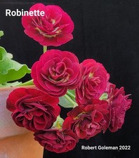 Primula auricula 'Robinette' -