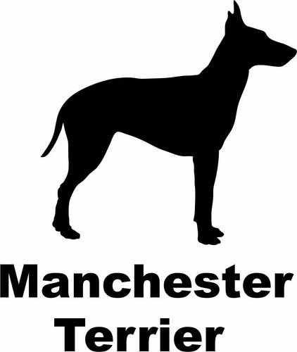 Manchester terrier - manchester,
