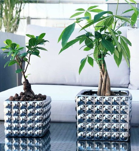 Large silver cube flower pot - flower,