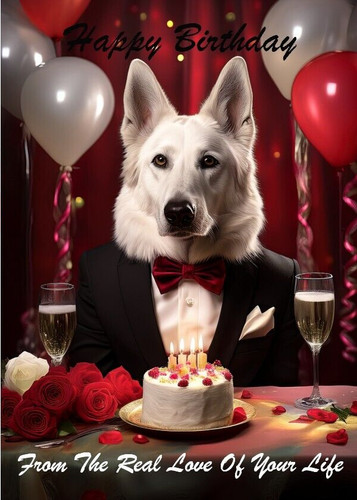 White german shepherd - german, birthday