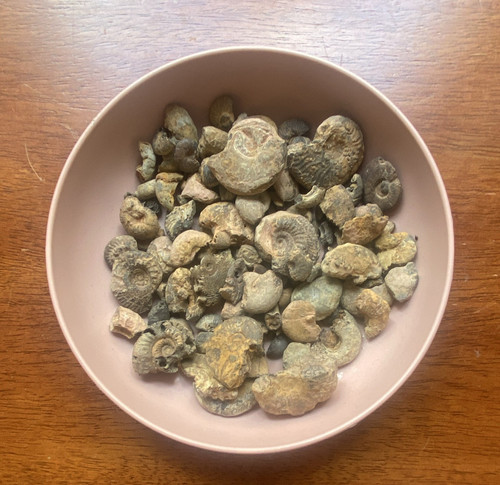 Job lot broken ammonite - job,