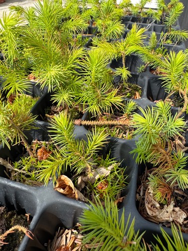 Sitka spruce trees x10 - sitka,