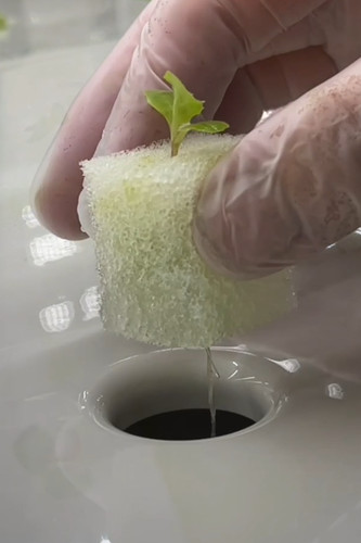 Hydroponic grow sponges - grow, 100