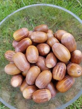 150 Acorns for squirrels